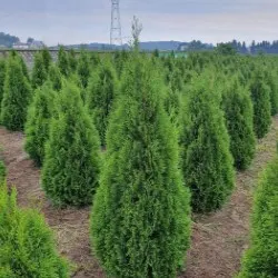 Pépinière d'arbres conifères, feuillus et vivaces
