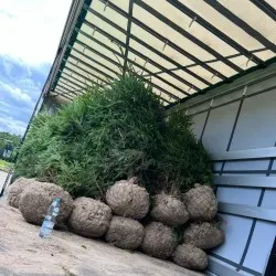 Pépinière d'arbres conifères, feuillus et vivaces