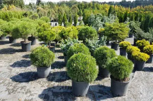Pépinière d'arbres conifères, feuillus et vivaces